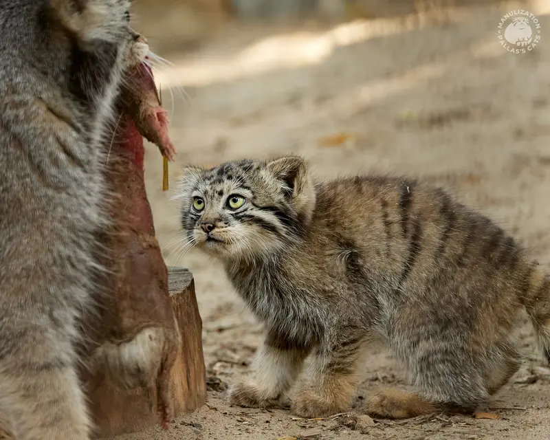 A photograph of Eve and Boris in Novosibirsk Zoo