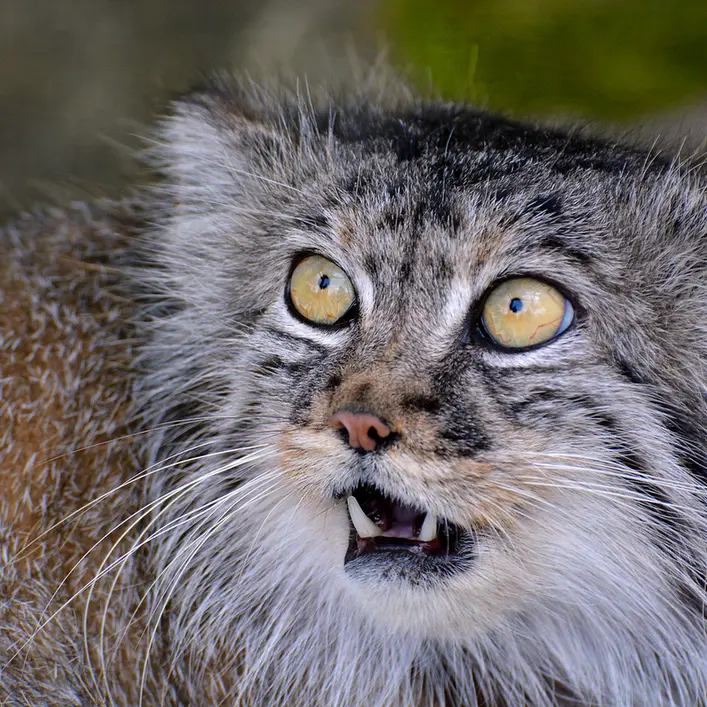 A photograph of Tula in The Big Cat Sanctuary