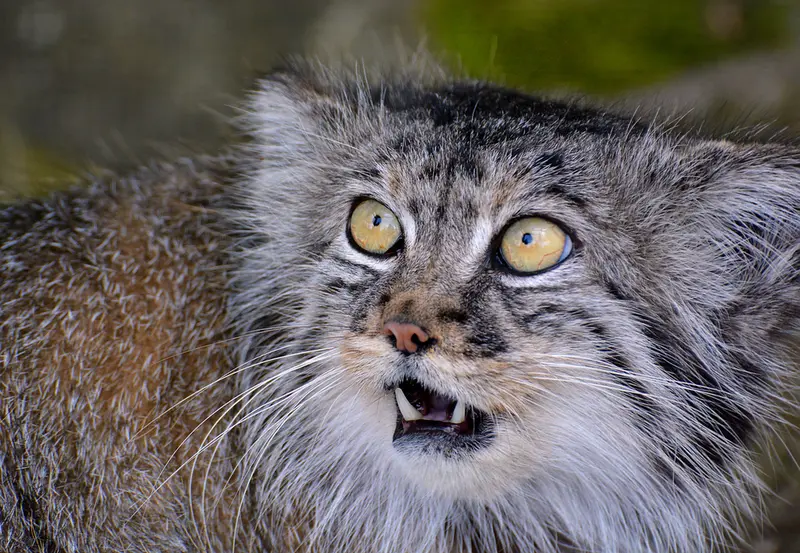 A photograph of Tula in The Big Cat Sanctuary