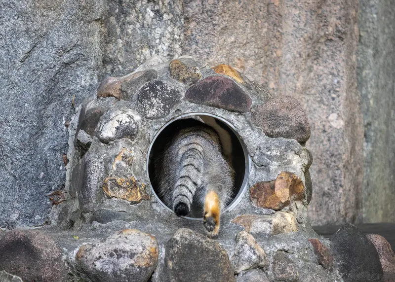 A photograph of a Pallas's cat in Moscow zoo
