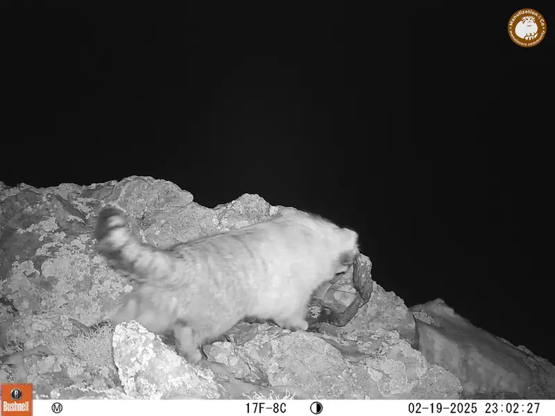 A photograph of Otocolobus manul manul from Besshoky 1 camera trap
