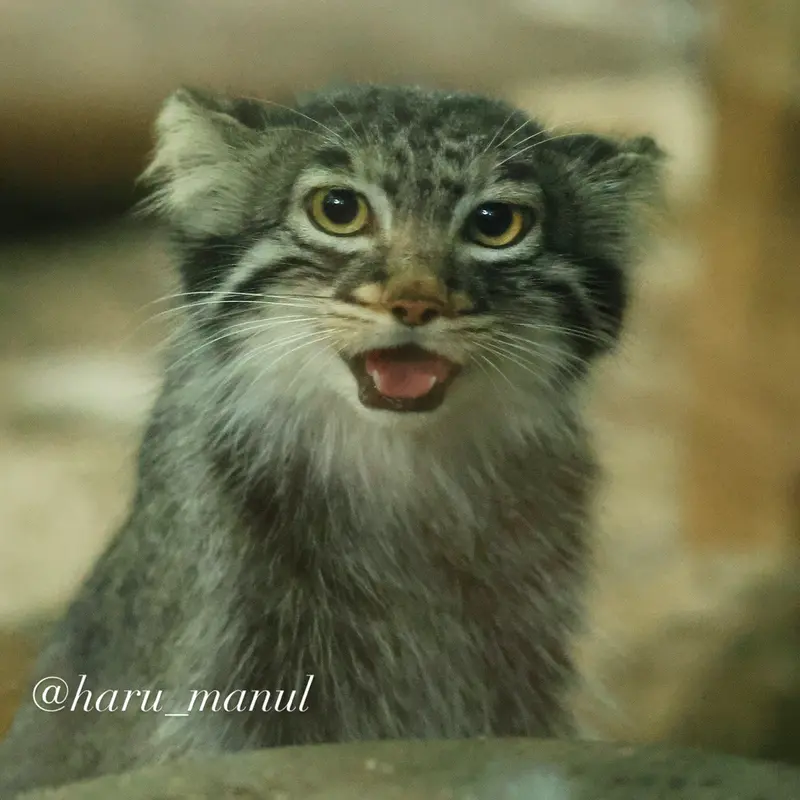 A photograph of Abrikos in Nasu Animal Kingdom