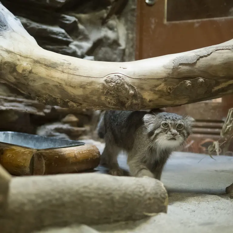 A photograph of Klyon in Ueno Zoological Gardens