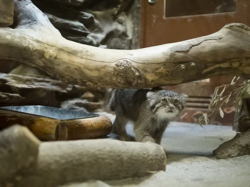 A photograph of Klyon in Ueno Zoological Gardens