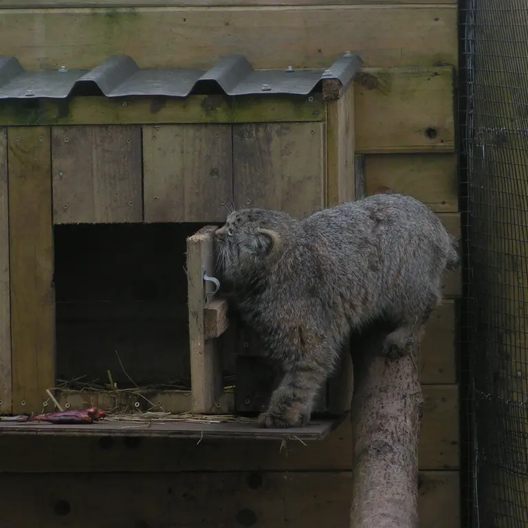 A photograph of Altai in The Lakeland Wildlife Oasis