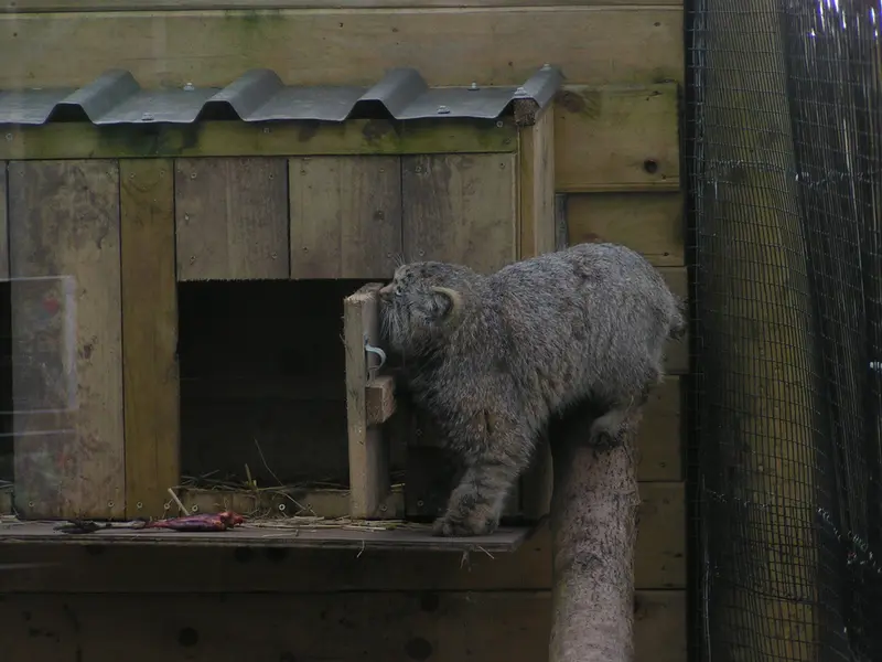 A photograph of Altai in The Lakeland Wildlife Oasis