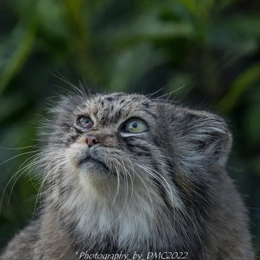 A photograph of Jochi in Howletts Wild Animal Park