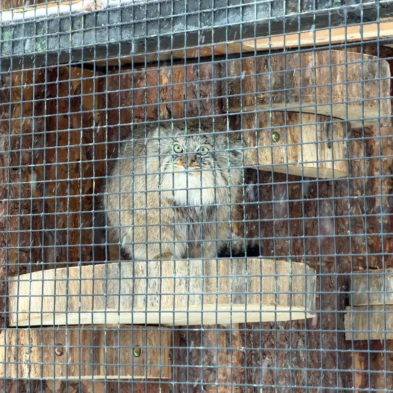 A photograph of Shu in Leningrad zoo