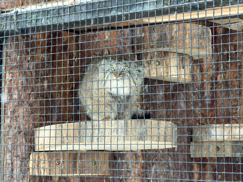 A photograph of Shu in Leningrad zoo