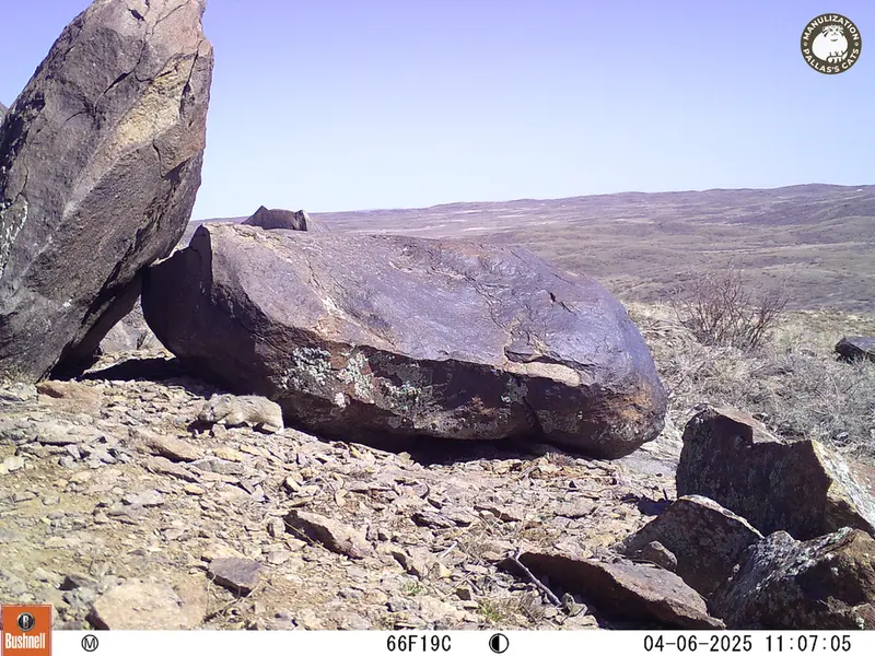 A photograph of Kazakh pika from Koshkar camera trap