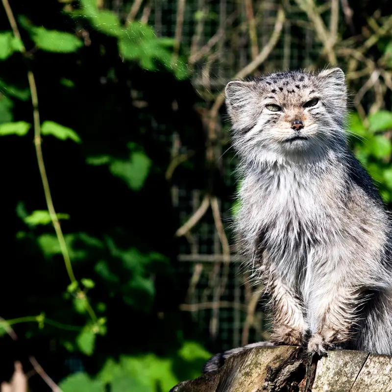 A photograph of Solitaire in Korkeasaari Zoo