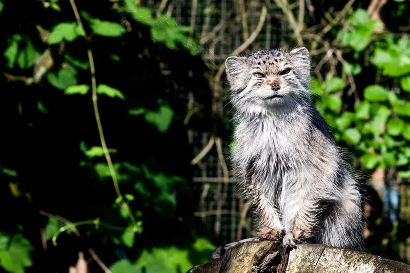 A photograph of Solitaire in Korkeasaari Zoo