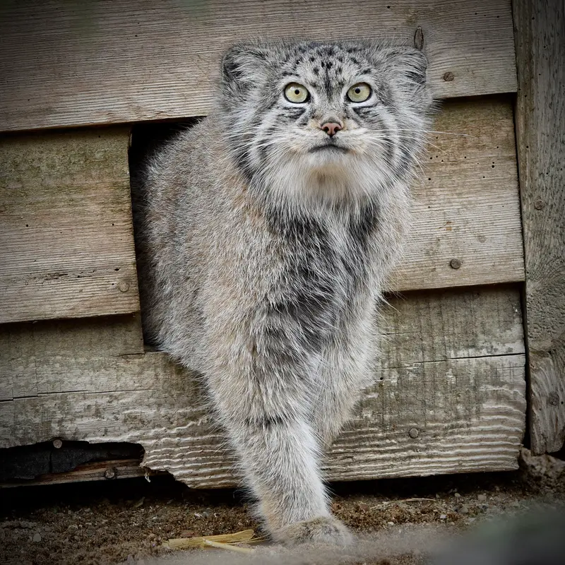 A photograph of Namuu in Port Lympne Wild Animal Park