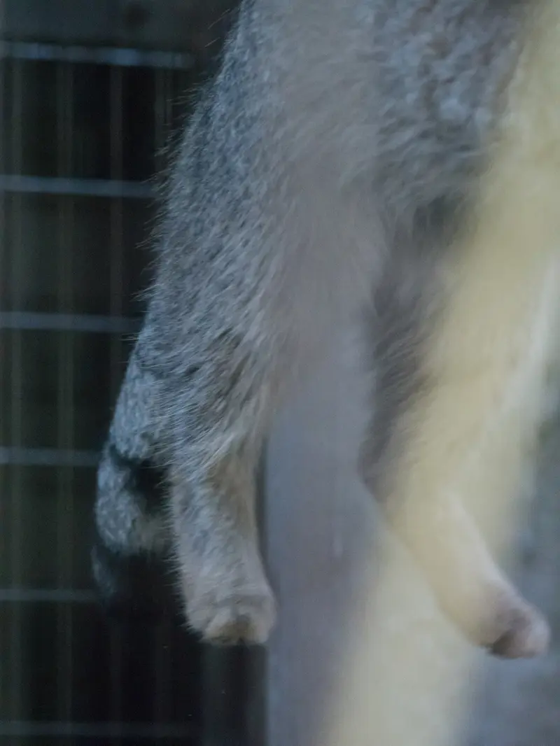 A photograph of Figa in Nogeyama Zoo