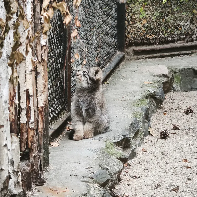 A photograph of Kitten of Adele b.2026 Ⅰ in Novosibirsk Zoo