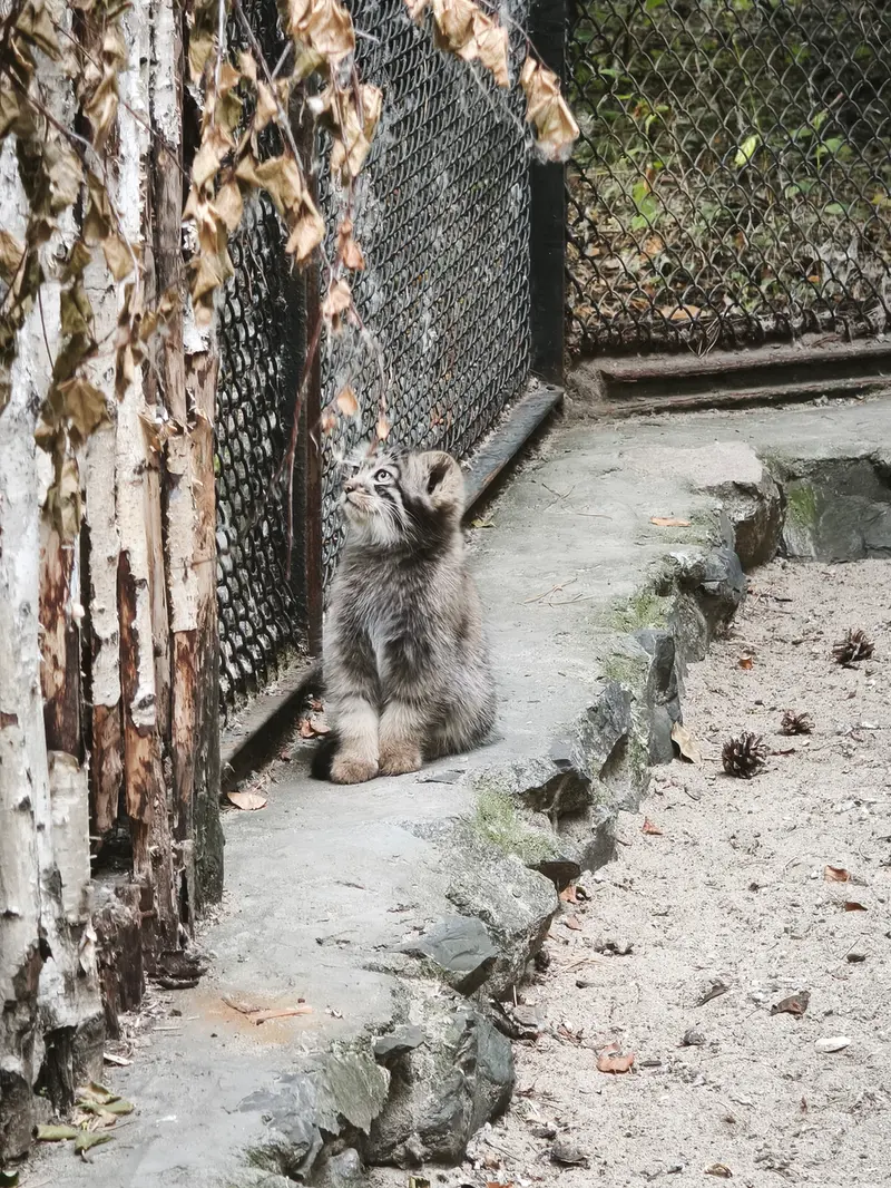 A photograph of Kitten of Adele b.2026 Ⅰ in Novosibirsk Zoo