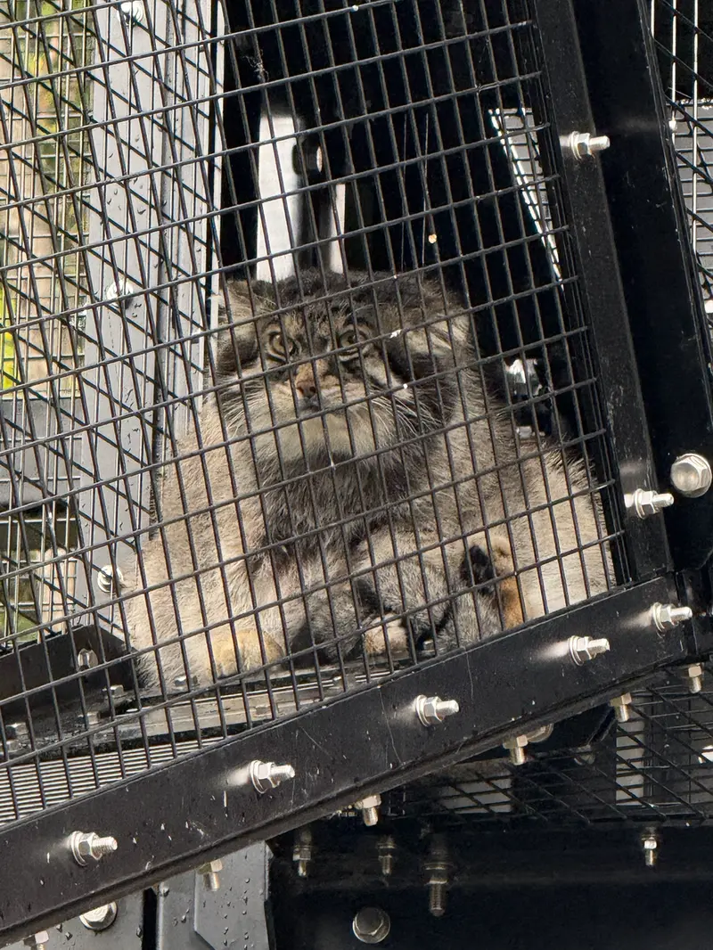 A photograph of Grusha in Asahiyama Zoo