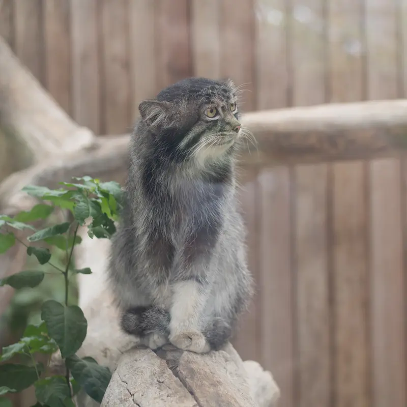 A photograph of Nar in Kobe Animal Kingdom