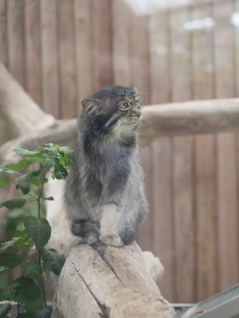 A photograph of Nar in Kobe Animal Kingdom