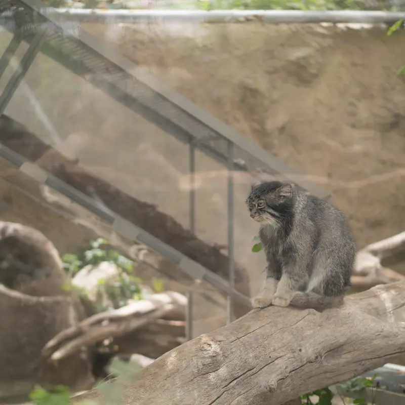 A photograph of Nar in Kobe Animal Kingdom