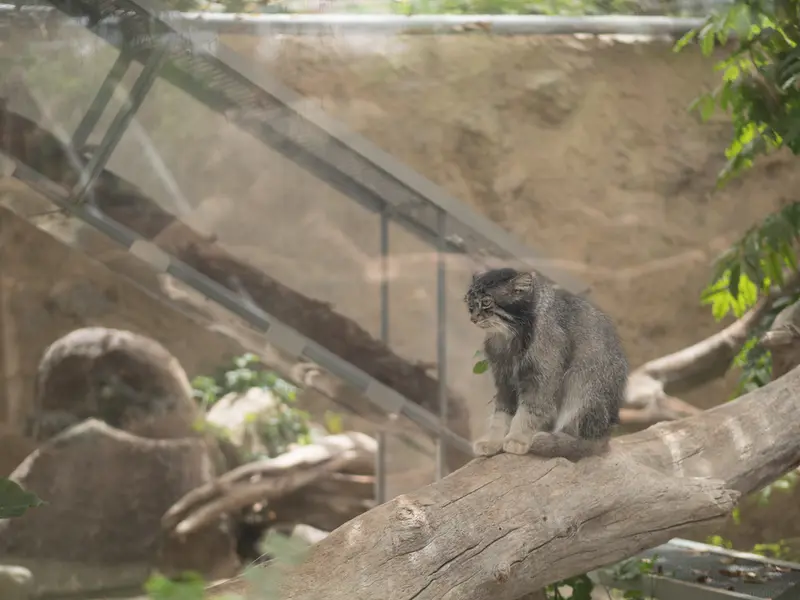 A photograph of Nar in Kobe Animal Kingdom
