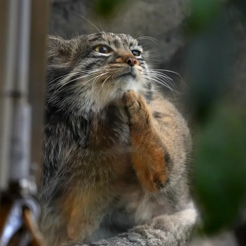 A photograph of Mei in Kobe Animal Kingdom