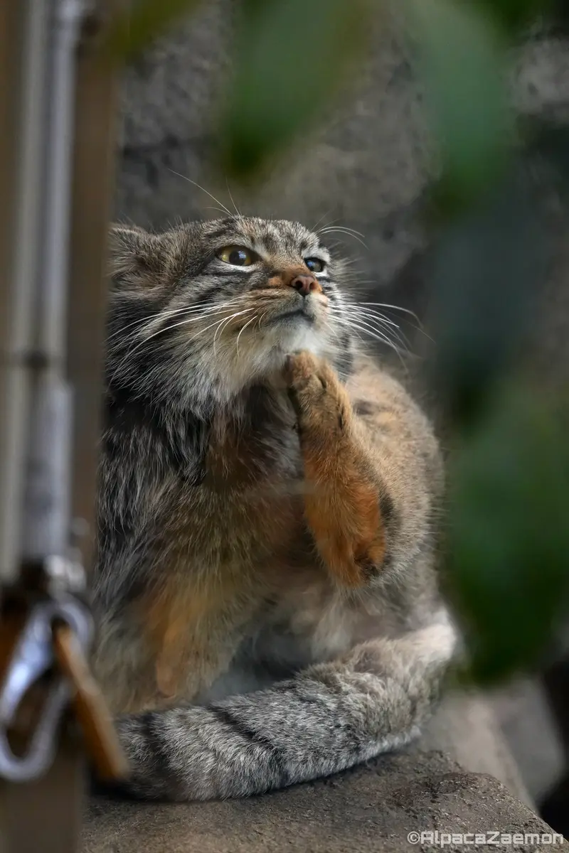 A photograph of Mei in Kobe Animal Kingdom