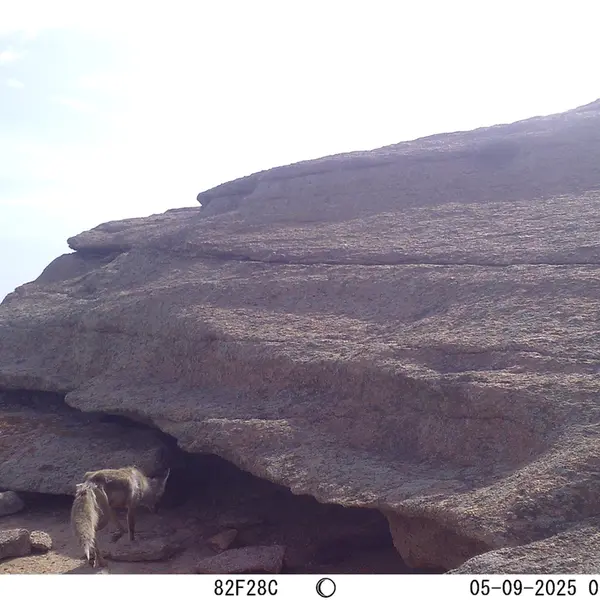 A photograph of Red fox from Bektauata 1 camera trap