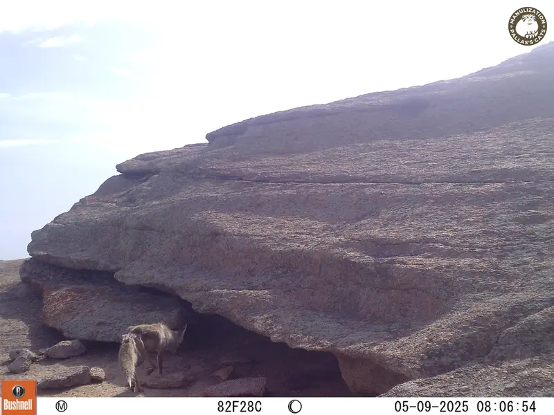A photograph of Red fox from Bektauata 1 camera trap
