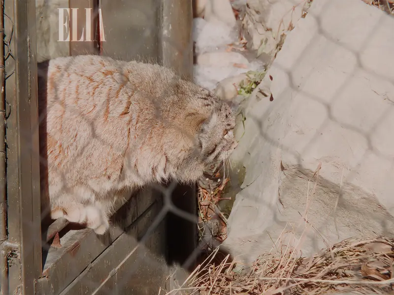 A photograph of Olaf in Calgary Zoo / Wilder Institute