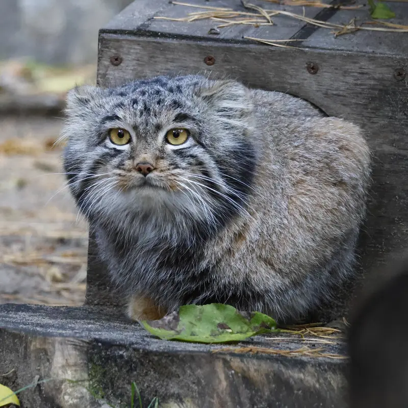 A photograph of Mensu in Novosibirsk Zoo
