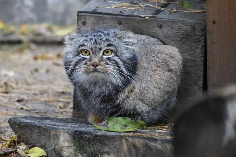 A photograph of Mensu in Novosibirsk Zoo