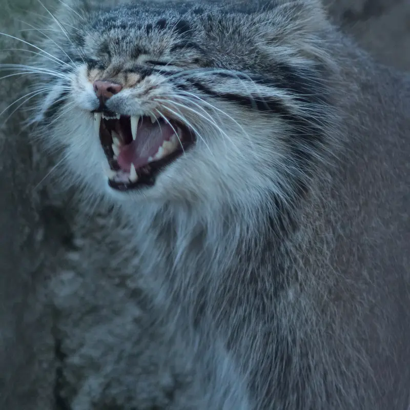 A photograph of Figa in Nogeyama Zoo