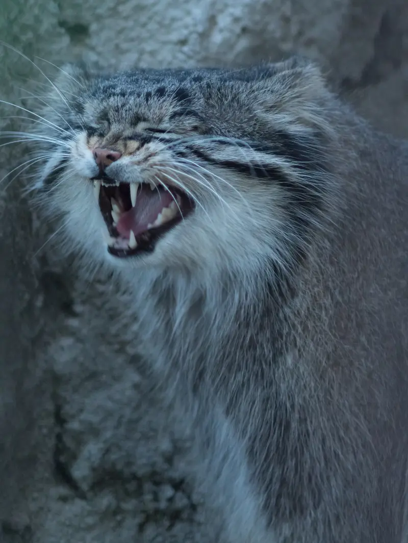 A photograph of Figa in Nogeyama Zoo