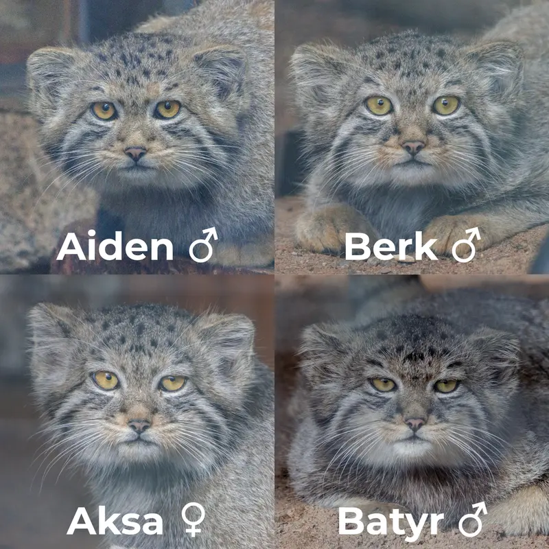 A photograph of a Pallas's cat