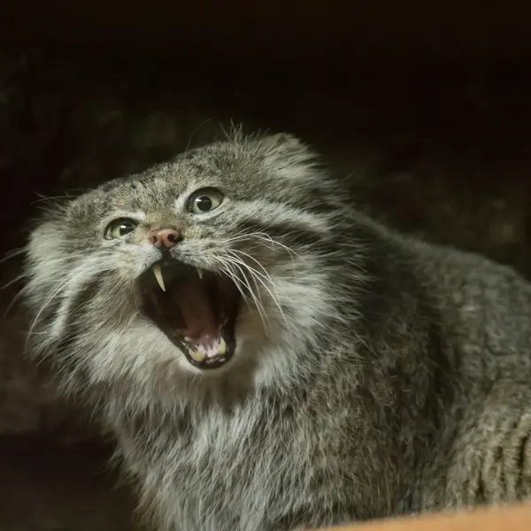 A photograph of Klyon in Ueno Zoological Gardens