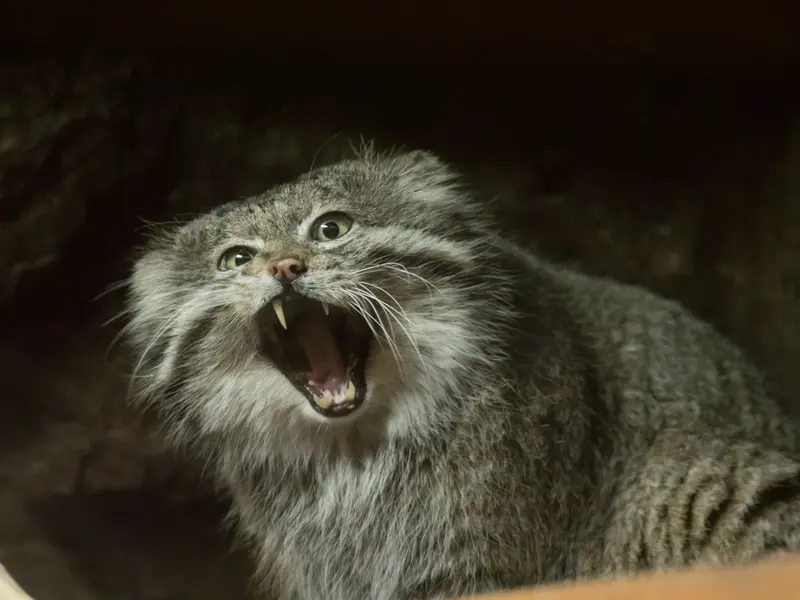 A photograph of Klyon in Ueno Zoological Gardens