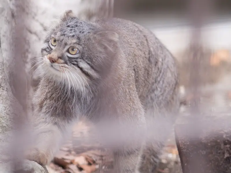 A photograph of Figa in Nogeyama Zoo