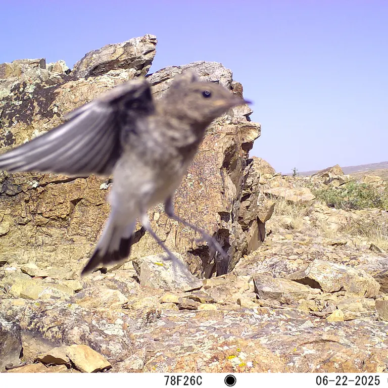 A photograph of a Pallas's cat from Karashoky [new] camera trap