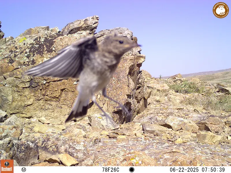 A photograph of a Pallas's cat from Karashoky [new] camera trap
