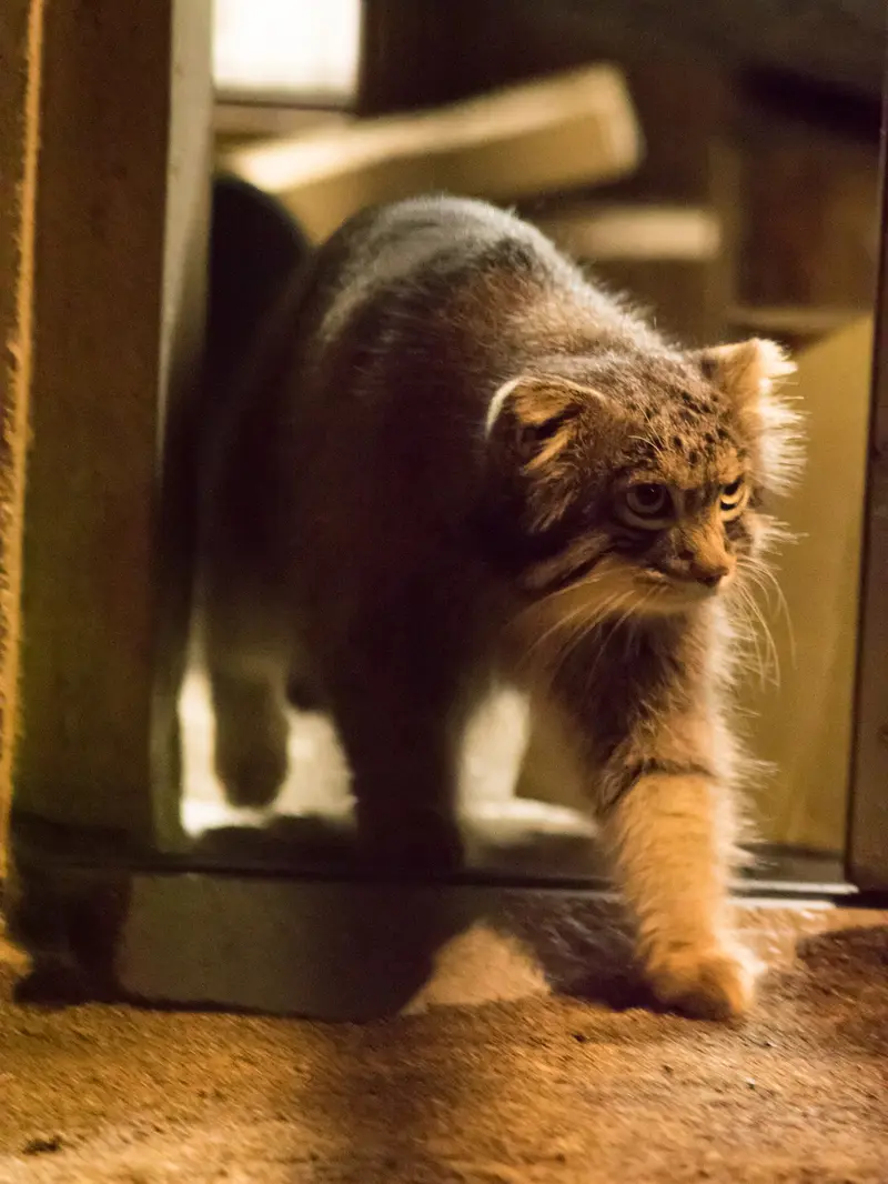 A photograph of Figa in Nogeyama Zoo