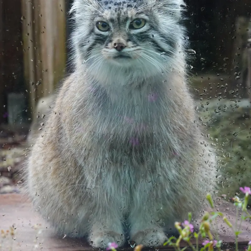 A photograph of Oliva in Saitama Children's Zoo