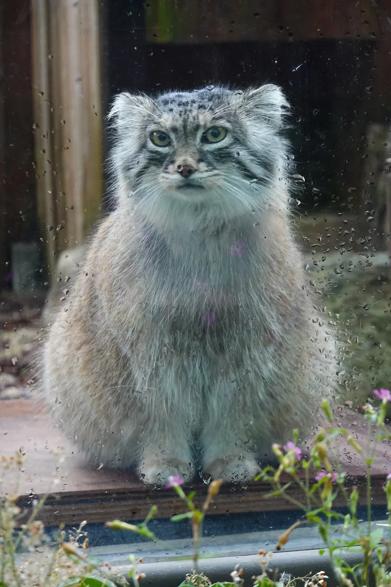 A photograph of Oliva in Saitama Children's Zoo