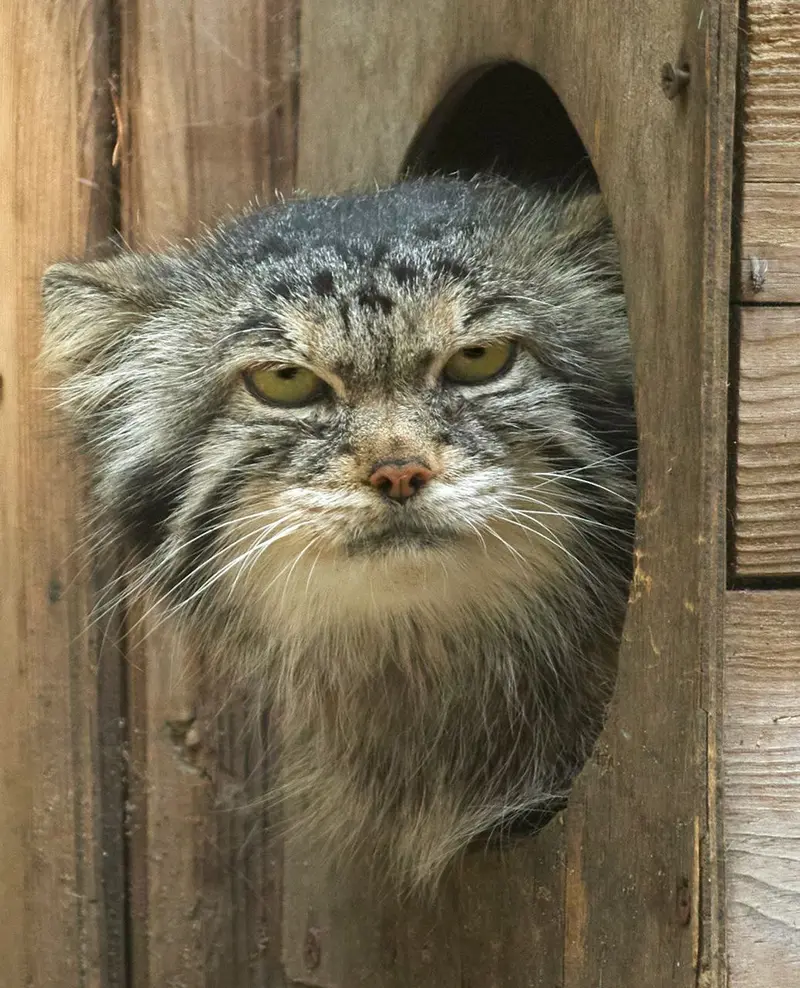 A photograph of a Pallas's cat