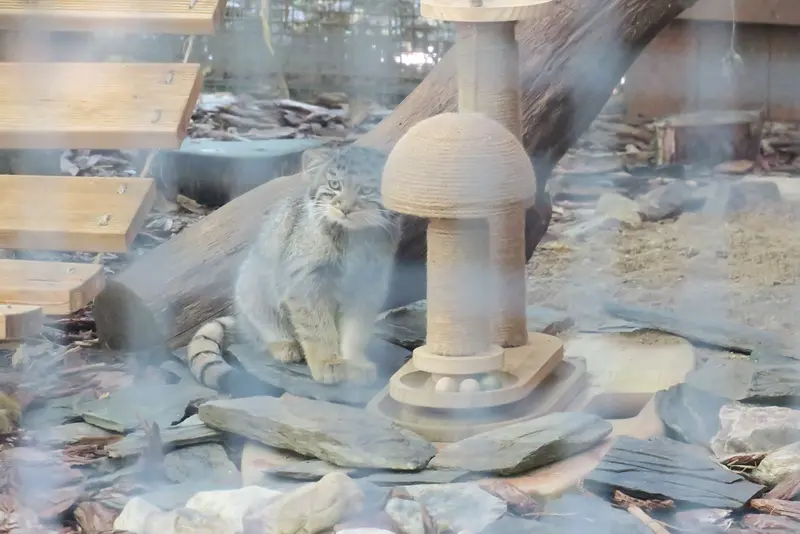 A photograph of a Pallas's cat