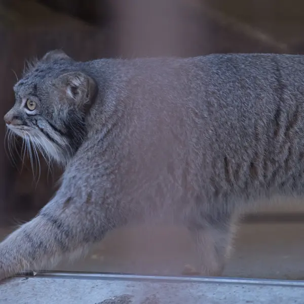A photograph of Figa in Nogeyama Zoo