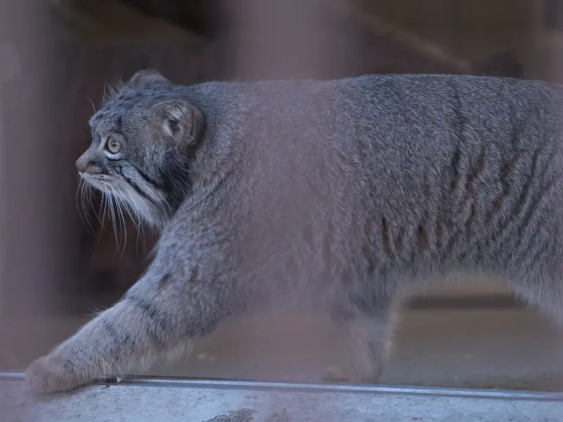 A photograph of Figa in Nogeyama Zoo
