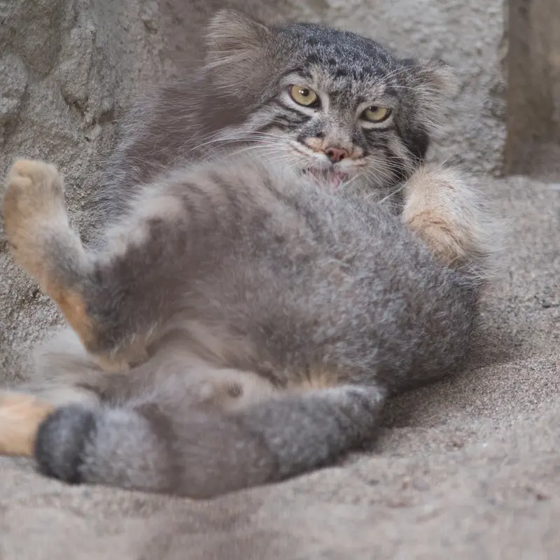 A photograph of Figa in Nogeyama Zoo