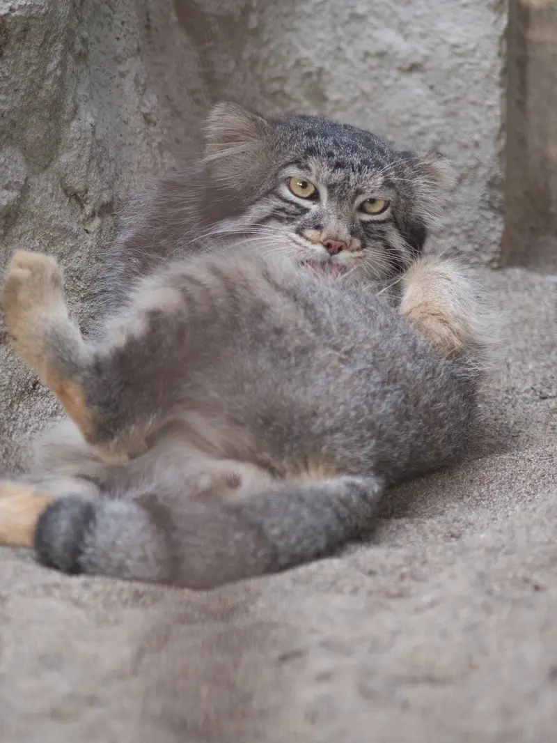 A photograph of Figa in Nogeyama Zoo