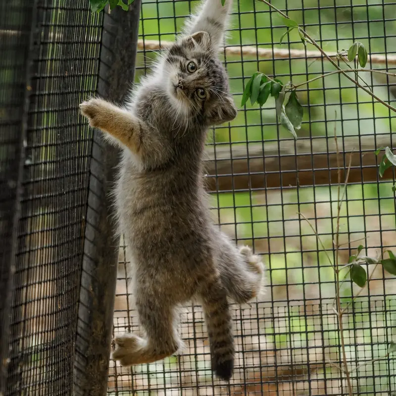 A photograph of a Pallas's cat in Brno Zoo